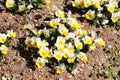 Yellow and white bicolor Wild pansy or Viola tricolor small wild flowers with yellow center planted in local garden surrounded Royalty Free Stock Photo