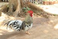 Yellow - white - black striped rooster with red caruncle on head Royalty Free Stock Photo