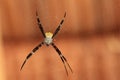 Yellow tropical spider