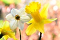 Yellow and white blooming Daffodil flower closeup. pink and green soft bokeh. Royalty Free Stock Photo