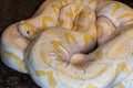 Yellow and white burmese python curled up on itself with head protruding. Royalty Free Stock Photo