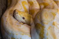 Yellow and white burmese python curled up on itself with head protruding Royalty Free Stock Photo