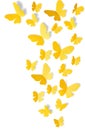 Yellow butterflies on white background Royalty Free Stock Photo