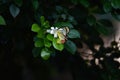 Yellow white butterflies perch on tree Royalty Free Stock Photo