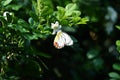 Yellow white butterflies perch on trees Royalty Free Stock Photo