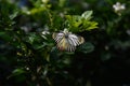 Yellow white butterflies perch on trees Royalty Free Stock Photo