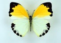 Yellow white butterfly Nepheronia aglia female isolated on white. Pieridae.