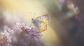 a yellow and white butterfly sitting on a purple flower in the sun Royalty Free Stock Photo