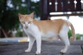 a yellow and white cat