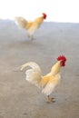 Yellow white chicken Royalty Free Stock Photo