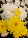 YELLOW AND WHITE CHRYSAN FLOWERS