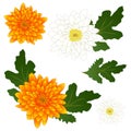 Yellow and White Chrysanthemum Flower. Vector Illustration. isolated on White Background Royalty Free Stock Photo