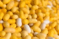 Yellow and White Cocoon Silkworm