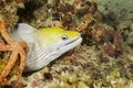 Yellow and white colored fish on Maldive islands. Scuba diving