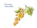 Yellow or white currants watercolor