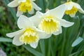 The yellow-white daffodil, also known as lent lily, is the best known plant from the daffodil genus