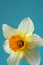 Yellow and white daffodil close-up on a blue background. Floral background and full frame. Copy space Royalty Free Stock Photo