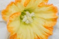 Yellow White Daffodil