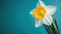 Yellow white daffodil, narcissus, jonquil flower close up on bright blue background with copy space for text. Blank template for