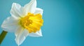 Yellow white daffodil, narcissus, jonquil flower close up on bright blue background with copy space for text. Blank template for