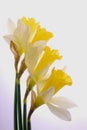 Yellow and White Daffodils