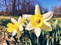 Yellow and white daffodils flowers blooming in spring Royalty Free Stock Photo