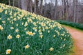 Daffodils at Gibbs Gardens in North Georgia