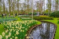 Yellow and white daffodils near the river in Keukenhof park, Lisse, Holland, Netherlands