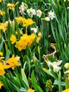 Daffodils in pot