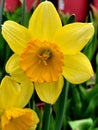 Daffodils in pot