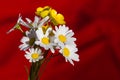 Yellow and white daisies Royalty Free Stock Photo