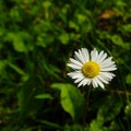 Yellow white Daisy flower with little green grass Royalty Free Stock Photo