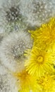 Yellow and white dandelion flowers. postcard composition Royalty Free Stock Photo