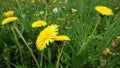 Yellow and white dandelions with bees.