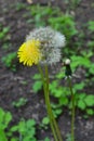 Yellow and white dandelions on grass background