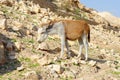 Yellow and white donkey on rocky hillside in the desert Royalty Free Stock Photo