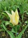 Yellow with white edges of a tulip in a flower bed.The festival of tulips on Elagin Island in St. Petersburg Royalty Free Stock Photo