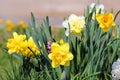 Daffodil Flowers in Garden