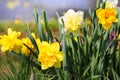 Daffodil Flowers in Garden