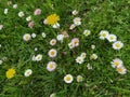 Yellow white flowers daisies, clovers and dandelions in grass. Royalty Free Stock Photo