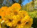 Yellow white  flowers daisy   and treets  on field in  summer city park nature landscape Royalty Free Stock Photo