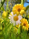 Yellow white  flowers daisy   and treets  on field in  summer city park nature landscape Royalty Free Stock Photo