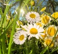 Yellow white  flowers daisy   and treets  on field in  summer city park nature landscape Royalty Free Stock Photo