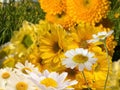 Yellow white  flowers daisy   and treets  on field in  summer city park nature landscape Royalty Free Stock Photo