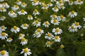 Yellow and white flowers of Matricaria chamomilla plants Royalty Free Stock Photo