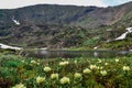 Yellow white flowers and snow glaciers near mountain lake in the summer green Siberian mountains Royalty Free Stock Photo