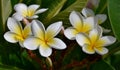 Yellow and white Frangipani blossoms Royalty Free Stock Photo