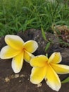 Yellow white frangipani flowers on a felled tree trunk or stump. Green grass background Royalty Free Stock Photo