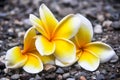 Frangipani flowers on pebbles