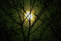 Full moon through tree branches on a winter night
